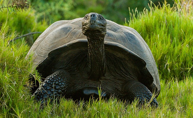 Facebook / Giant Tortoise Restoration Initiative