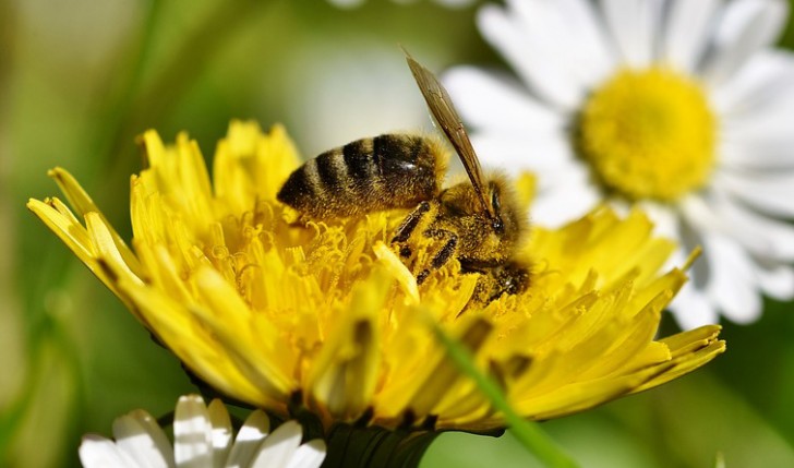 Lasciamo crescere il tarassaco: può aiutarci a nutrire le api e gli altri impollinatori appena usciti dal letargo - 1