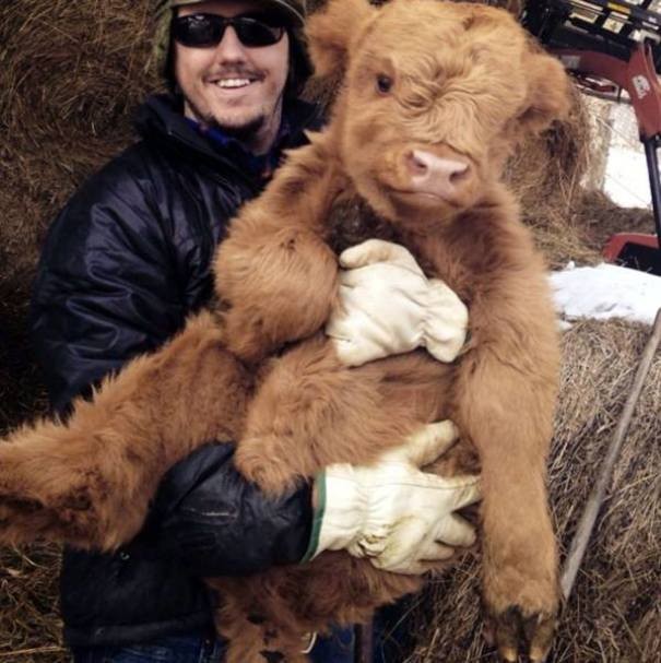 1. Guardate questa mucca scozzese: non sembra un morbidissimo peluche da stringere e coccolare?