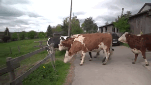 8. Regardez ces vaches qui retournent au pâturage après un long séjour à l'étable : ne ressemblent-elles pas à des chiens qui courent joyeusement dans un pré ?
