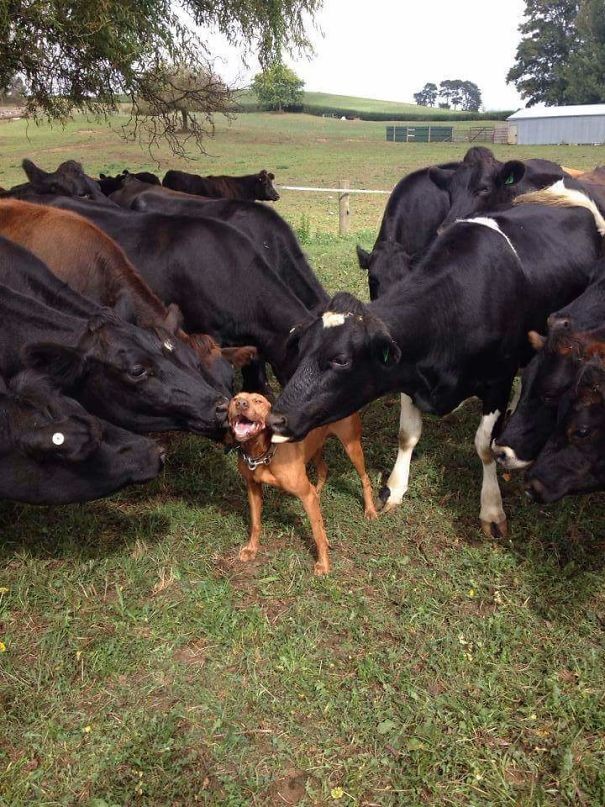 2. Anche i cani amano le mucche: non potremmo pensare altrimenti guardando questa foto!