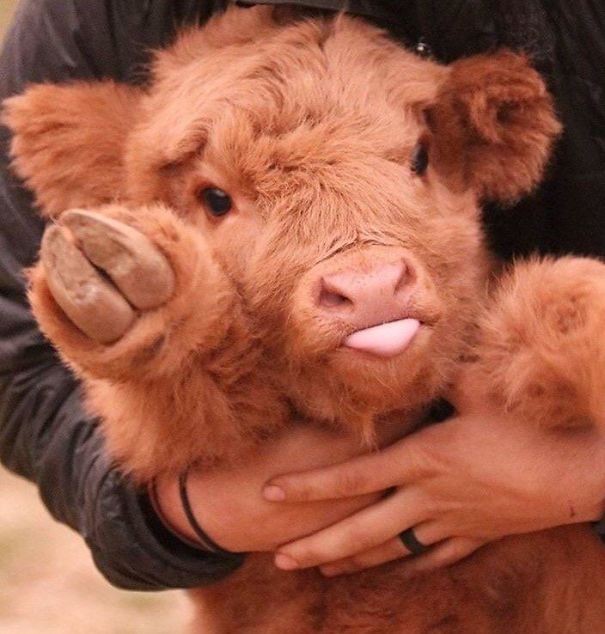 3. L'expression de ce doux bébé vache est vraiment magnifique : on dirait presque un ours en peluche !