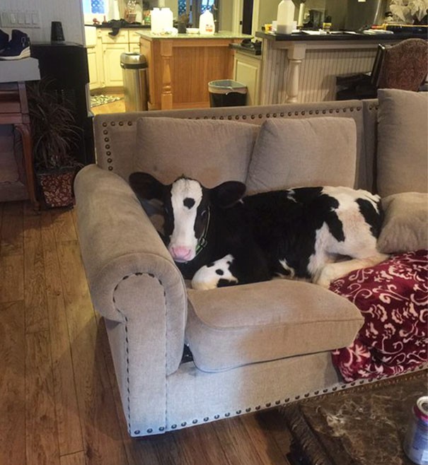 5. "La mia mucca pensa proprio di essere un cane: ecco cosa è successo quando abbiamo lasciato la porta aperta per qualche minuto!"