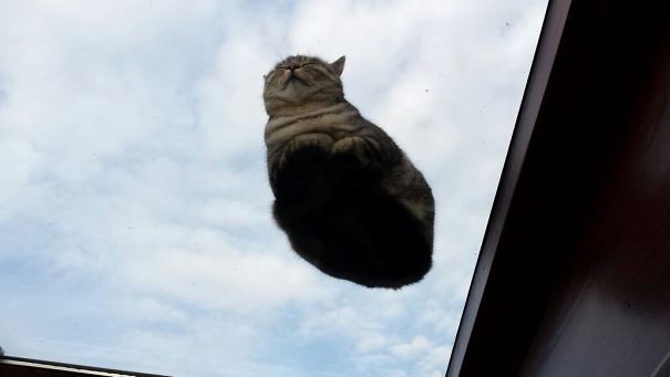 2. "Ma mère dit qu'elle s'est réveillée ce matin et qu'en levant les yeux, elle a vu ceci. Le chat s'est endormi sur la fenêtre du toit".