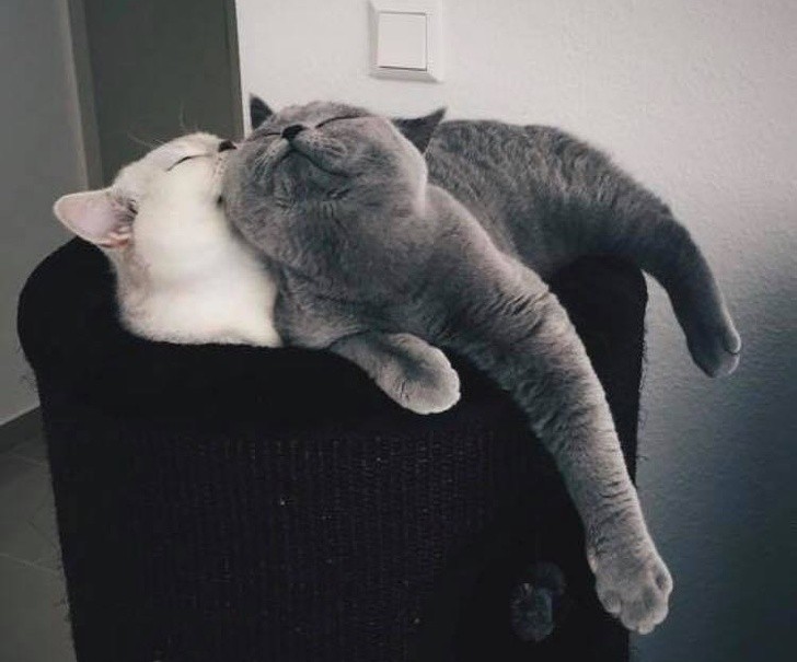 1. Une journée spéciale peut être tout simplement le fait de se blottir sur le canapé et de se serrer tout le temps dans les bras... ces deux chats amoureux le savent bien.