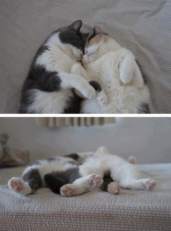 12. "La journée a été longue et fatigante... reposons-nous !" – deux chatons profitent de ce qui semble être un bon repos bien mérité.