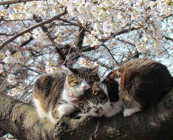 13. Gatti innamorati sullo sfondo di una Tokyo in fiore...il ritratto di un amore sbocciato in primavera!