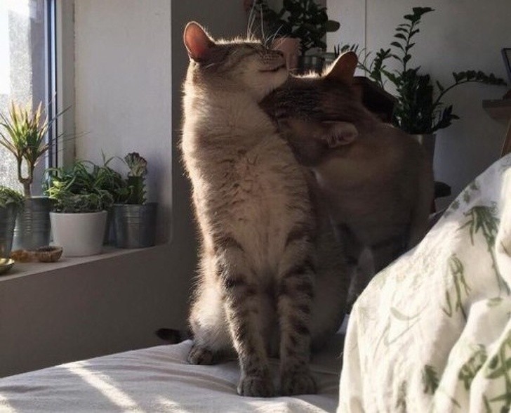 2. L'un des deux chatons semble murmurer à l'oreille de son partenaire : "Quelle bonne odeur !"