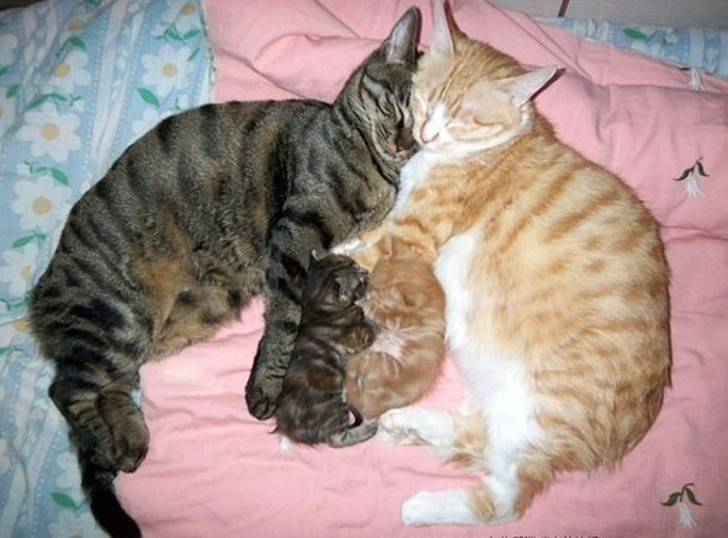 8. Il quadro di una famiglia perfetta: due genitori innamorati, con i loro due piccoli cuccioli