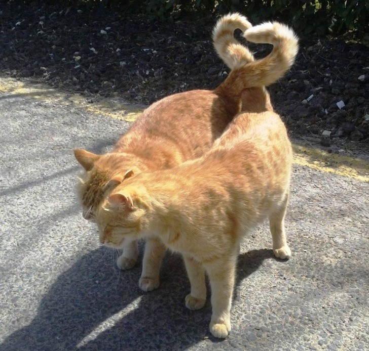 9. Ces deux chats n'ont pas l'intention de cacher leur amour : leurs queues se rejoignent en une forme de cœur assez éloquente !