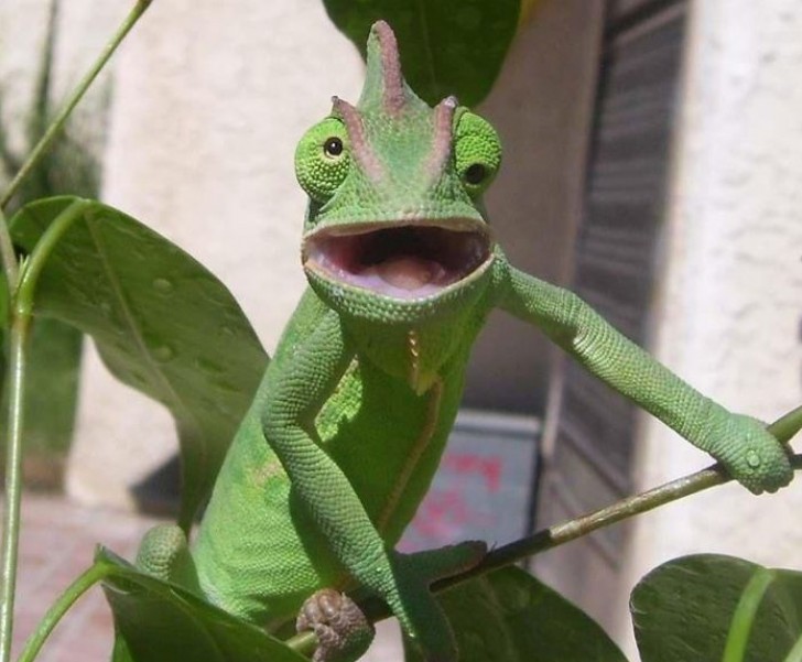 Lo sguardo apparentemente sbalordito di questo camaleonte è talmente assurdo che sembra quasi che i suoi occhi non sappiano più dove guardare!