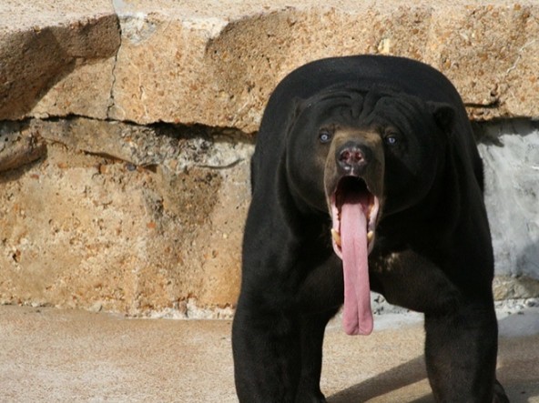 Pensate allo sguardo sbigottito e allo stesso tempo sbalordito dei visitatori di questo zoo che hanno visto questo orso...con la lingua di fuori!