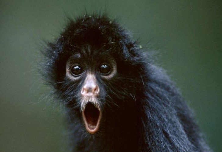 Questa scimmia ha appena visto qualcosa di molto, molto sconvolgente...si sarà mai ripresa dallo shock?