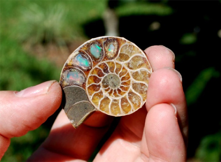 A l'intérieur de cette ammonite... une opale rouge aux couleurs vives...juste wow !
