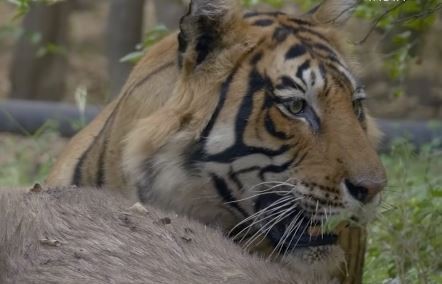 Mongabay India/YouTube