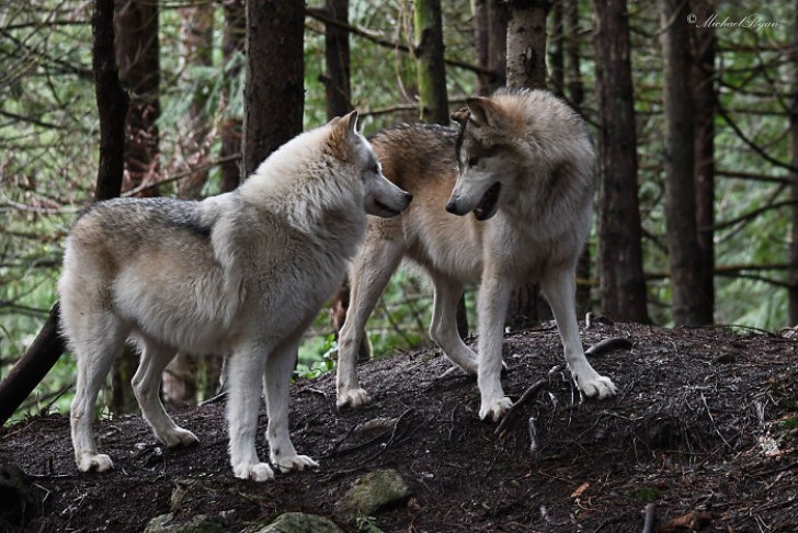 Dans de nombreuses régions du monde, le loup est en danger et a besoin de notre protection.