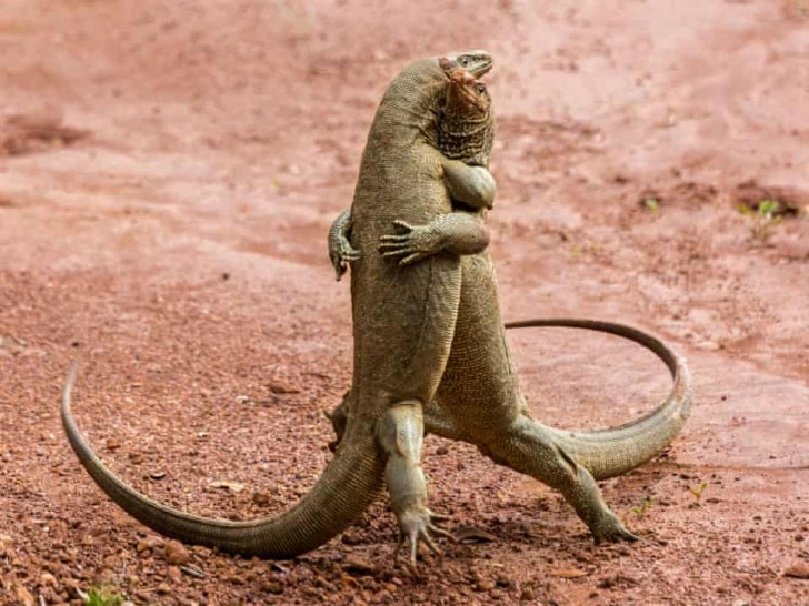 Cette photo a immortalisé deux dragons de Komodo en train de se battre, même s'ils semblent danser !