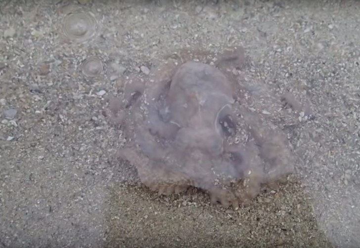 Pei Yan Heng/YouTube