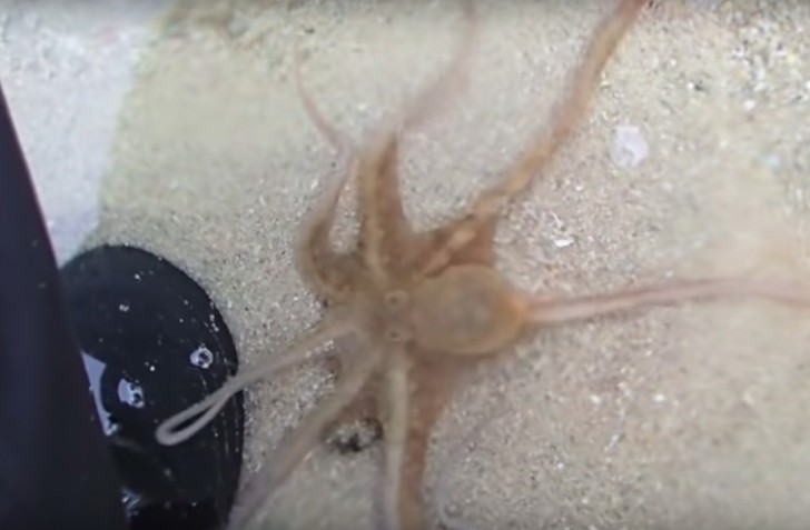 Pei Yan Heng/YouTube