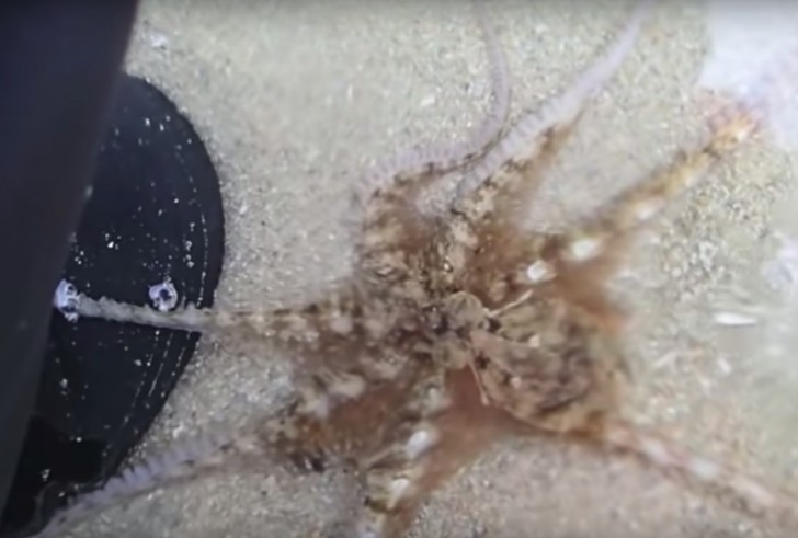 Pei Yan Heng/YouTube