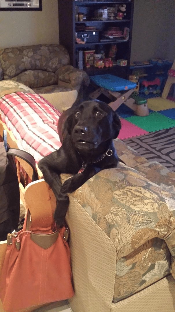 Een hond met kleptomanie? Misschien niet, maar hij was wel verdacht in de tas aan het snuffelen...