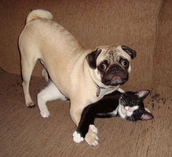 De schuldige blikken van deze hond en kat zijn hilarisch: ze lijken allebei hun eigenaar te smeken dat ze echt niet aan het vechten zijn!