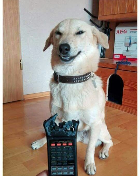 Blijkbaar lijkt deze hond echt trots op zijn wandaad: we dagen je uit om de afstandsbediening te vernietigen zoals hij deed!