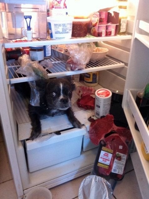 Rentrer chez soi et voir son chien là, dans le frigo...