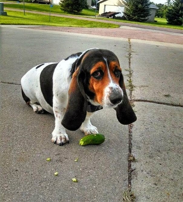 Hij had honger, hij stal een komkommer, maar is erg teleurgesteld: het is niet zo lekker als het leek!