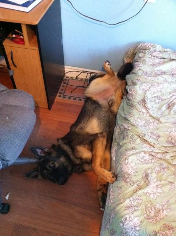 Hij dacht dat hij ermee was weggekomen door op het bed van zijn baasje te gaan liggen, maar toen werd hij op heterdaad betrapt en met nonchalance... viel hij uit bed!