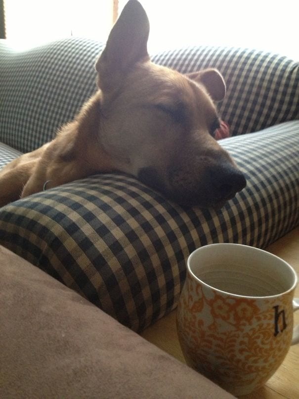 De eigenaar wil erop wijzen dat de hond alleen doet alsof hij slaapt om dichter bij het kopje koffie te komen...