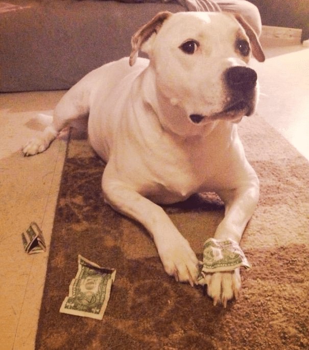 Trotz des Versuchs hat dieser Hund das Geld nicht in Stücke gerissen, wohl wissend, dass... es einen Wert hat!