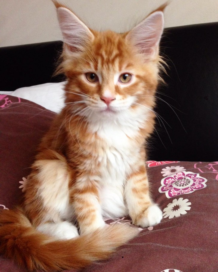 Omar Le Chat Maine Coon Qui Bat Le Record Du Monde Avec Ses 1 Cm De Long Regardecettevideo Fr