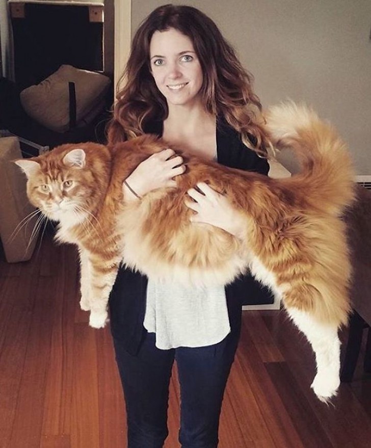 Omar The Maine Coon/Instagram