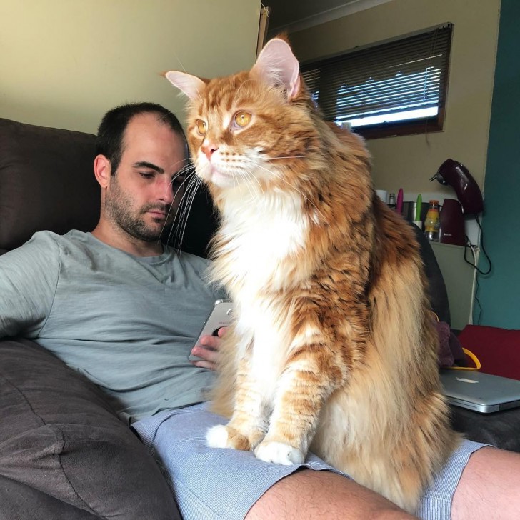 Omar, die weltweit größte Maine Coon-Katze, ist 120 cm lang - Haus Trick