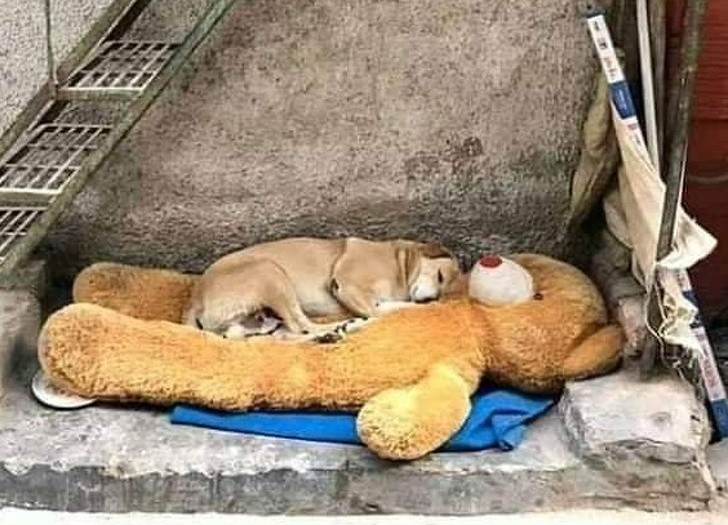 Para alguém, esse bicho de pelúcia gigante era lixo, para o cachorrinho é o objeto mais importante do mundo...