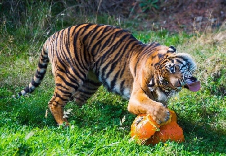 12. Una tigre che non riesce ad essere una tigre, ma vuole solo essere sé stessa: una tigre che adora le zucche!