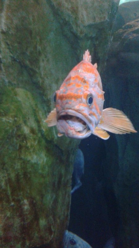 7. Anche i pesci non scherzano: ci avreste mai creduto che un pesciolino potesse essere così poco fotogenico?