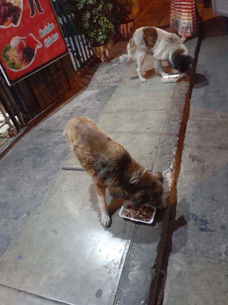 Ce restaurant au Pérou prépare un "menu" alternatif pour les chiens errants avec des restes de brochettes de viande - 2