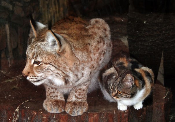 Au début, les employés du zoo de Saint-Pétersbourg ont été amusés et étonnés par cette amitié improbable entre les deux...