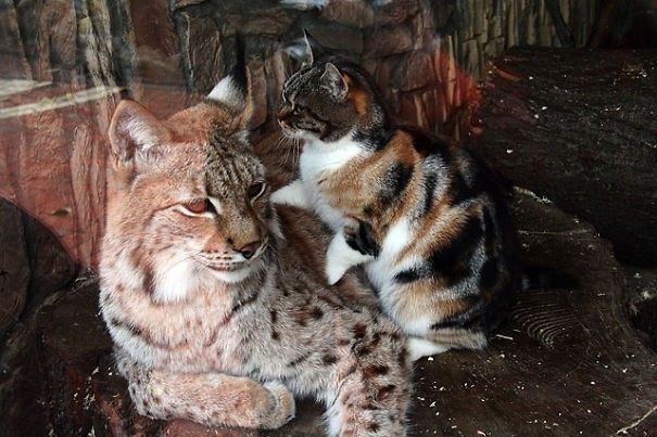 De kat dacht dat die lynx net zo vrijgevig was als een tweede moeder, en zo was het in de komende jaren, toen de twee katachtigen onafscheidelijke vrienden werden.
