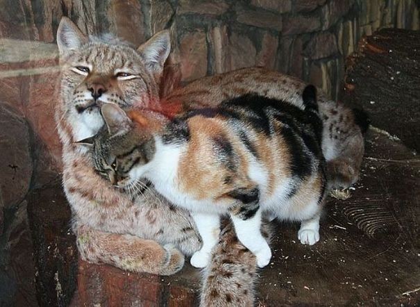 Adesso, il gatto russo è ufficialmente adottato dallo zoo di San Pietroburgo e vive costantemente assieme alla lince.
