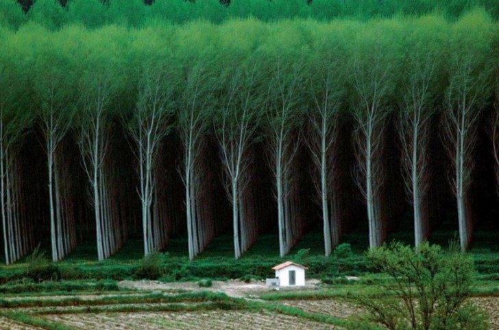 15. Une forêt vraiment surréaliste...