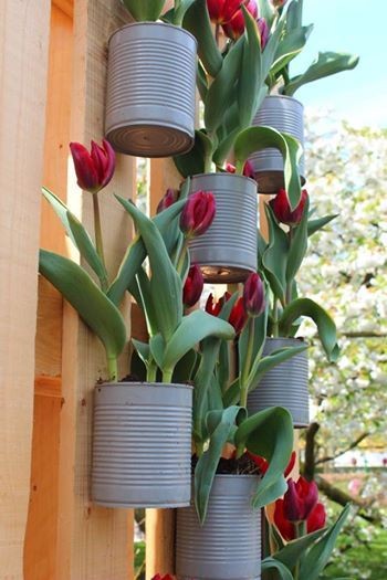 2. Giardini verticali, con bulbi di tulipani
