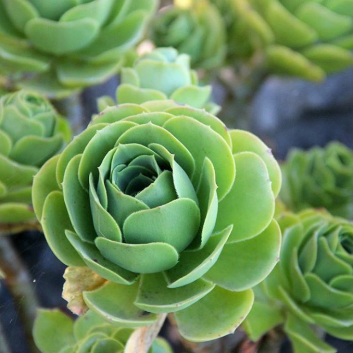 De vetplant is een succulent die afkomstig is van de Canarische eilanden, voor de Spaanse kust