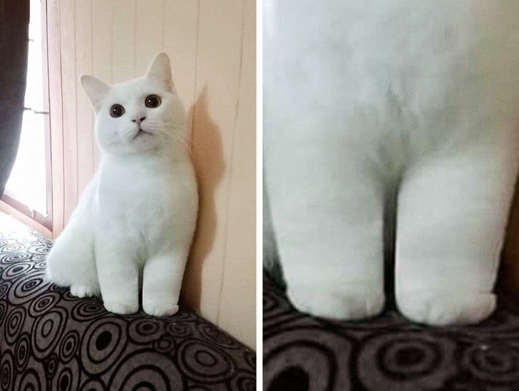 This cat for sure comes from a different galaxy.... I mean, who has paws like that!