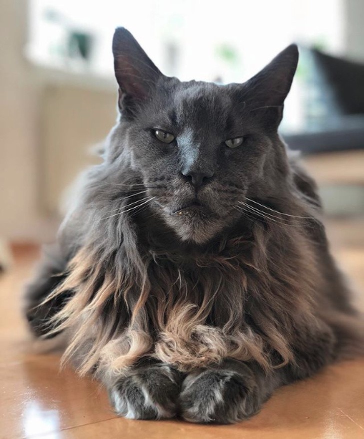 This cat must have been a lion in another life