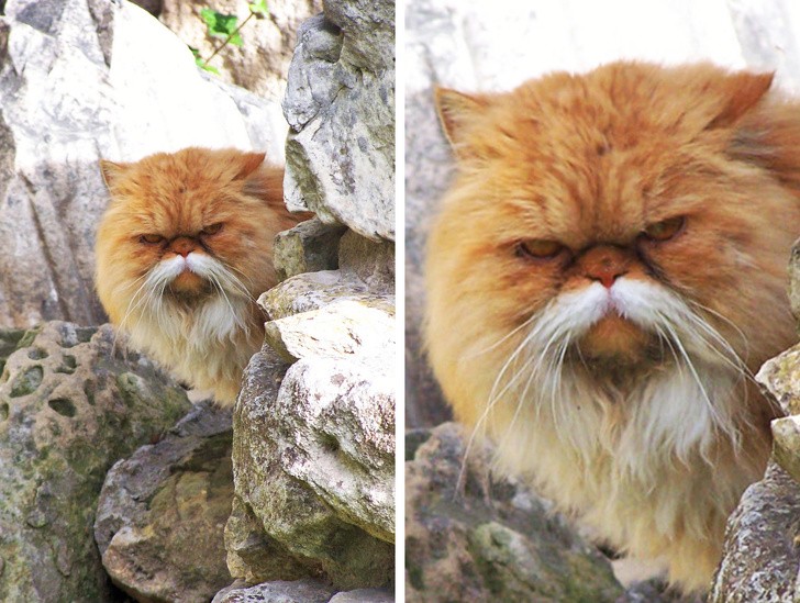 14. Diese rothaarige Katze sieht aus wie ein Kung-Fu-Meister!