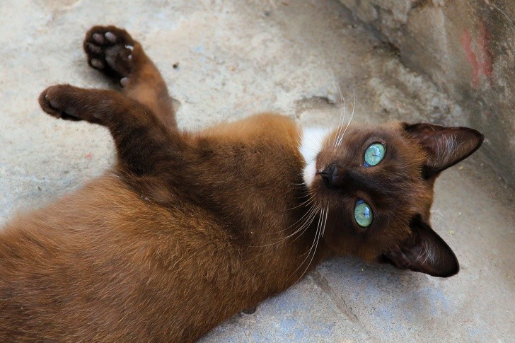 2. Você já viu um gato com olhos tão lindos como estes?