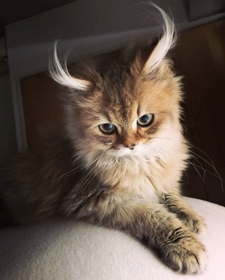 This cat is so majestic, it looks more like a mythical beast!